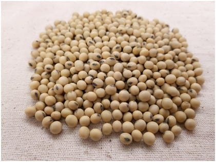 soybean-3754425_1280