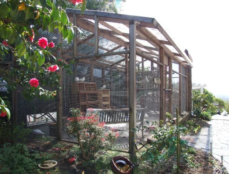 backyard-aviary