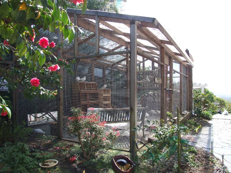 backyard-aviary