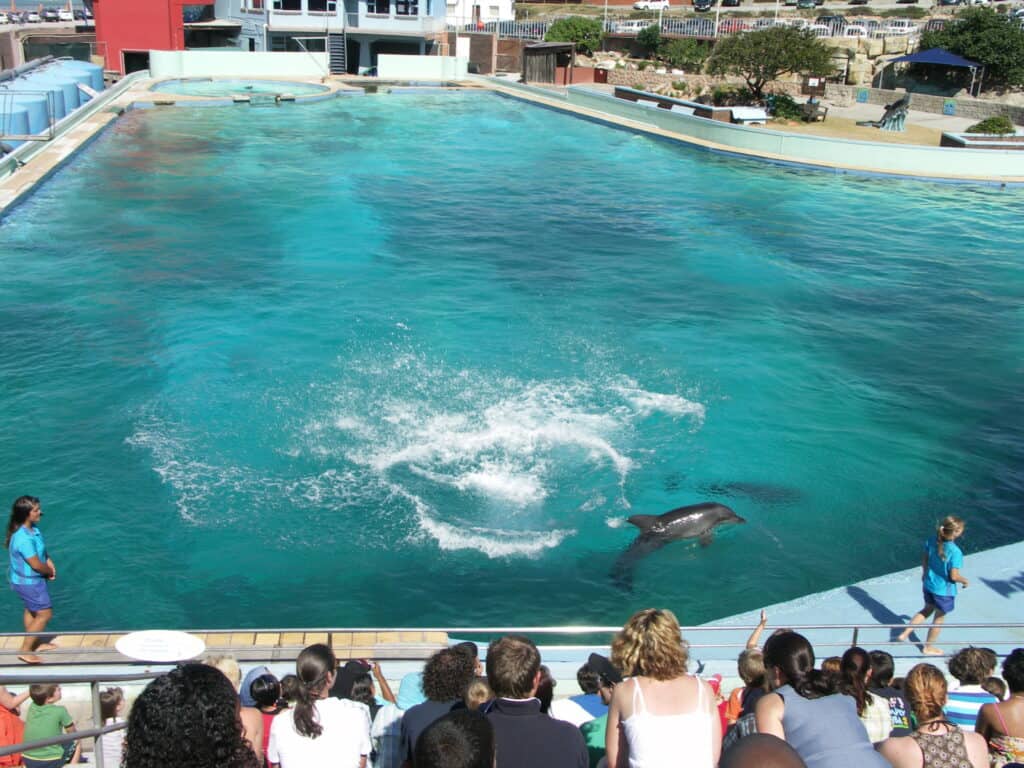 ccimage-bayworld-dolphins-001-1024x768-1 Bayworld, Port Elizabeth