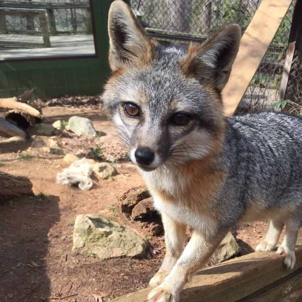 ccimage-fox-1024x1024-1 Western North Carolina Nature Center