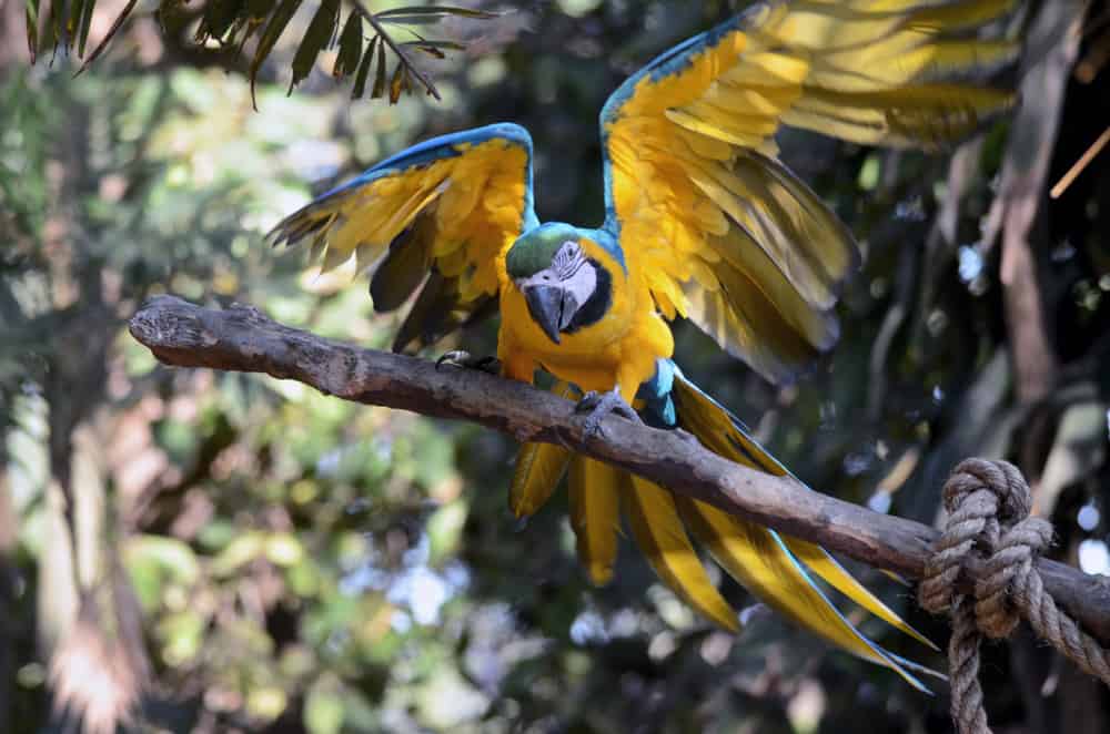 ccimage-shutterstock_1094289098 Taking a photo of Macaw