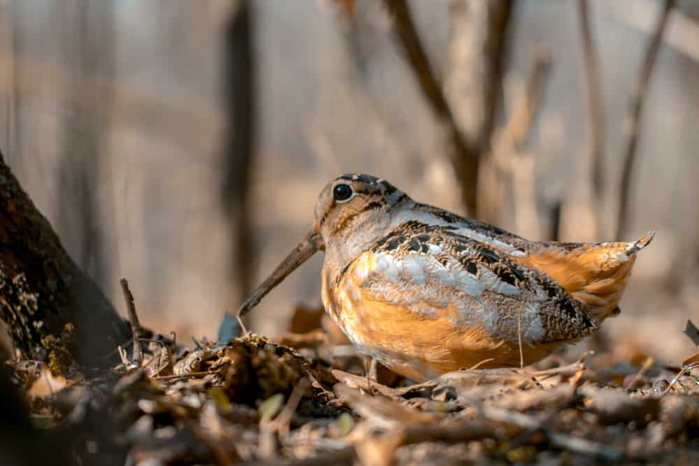 ccimage-shutterstock_1113066449 American Woodcock