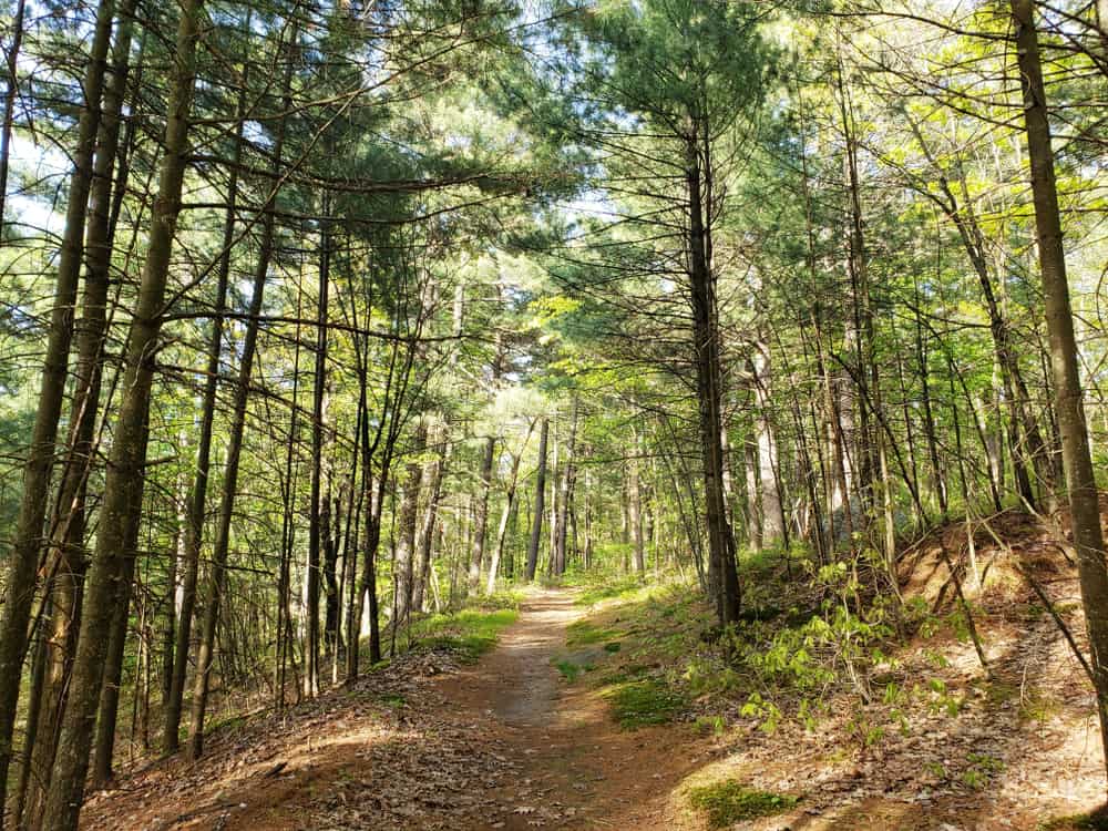 ccimage-shutterstock_1409982626 Prouty Woods