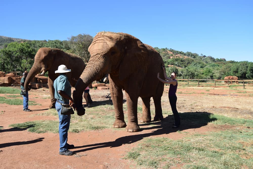 ccimage-shutterstock_1702153255 Hartbeespoort Dam Elephant Sanctuary