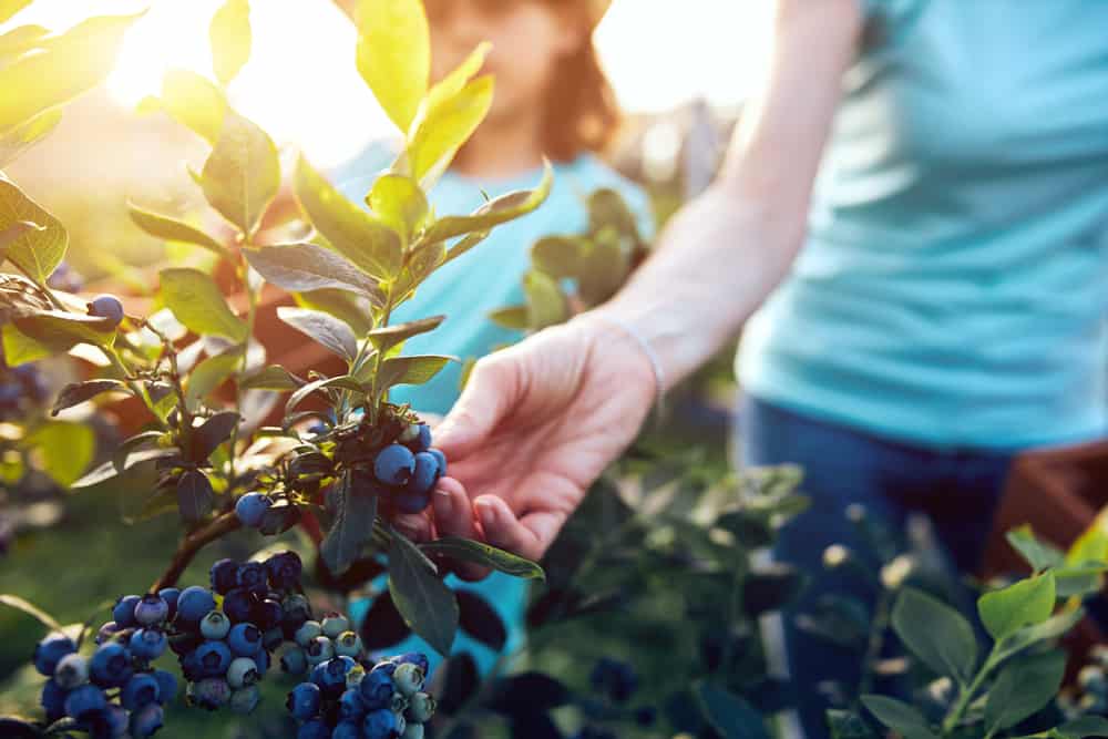 ccimage-shutterstock_1771862636 Picking Blueberries