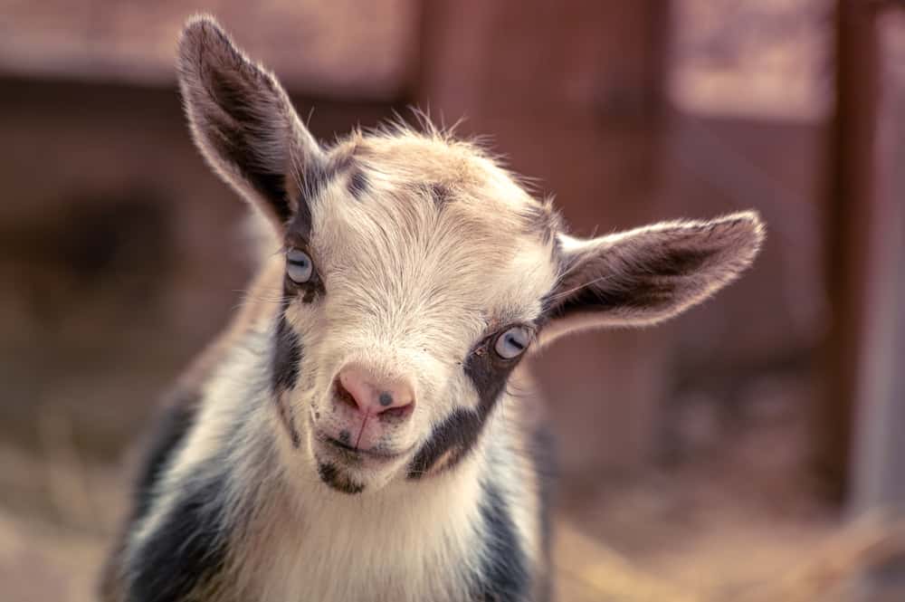 ccimage-shutterstock_1812731665 Nigerian Dwarf Goat