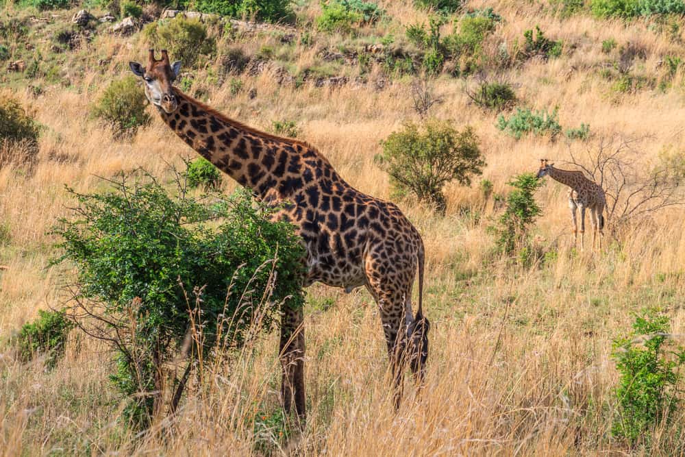 ccimage-shutterstock_1978480949 Groenkloof Nature Reserve