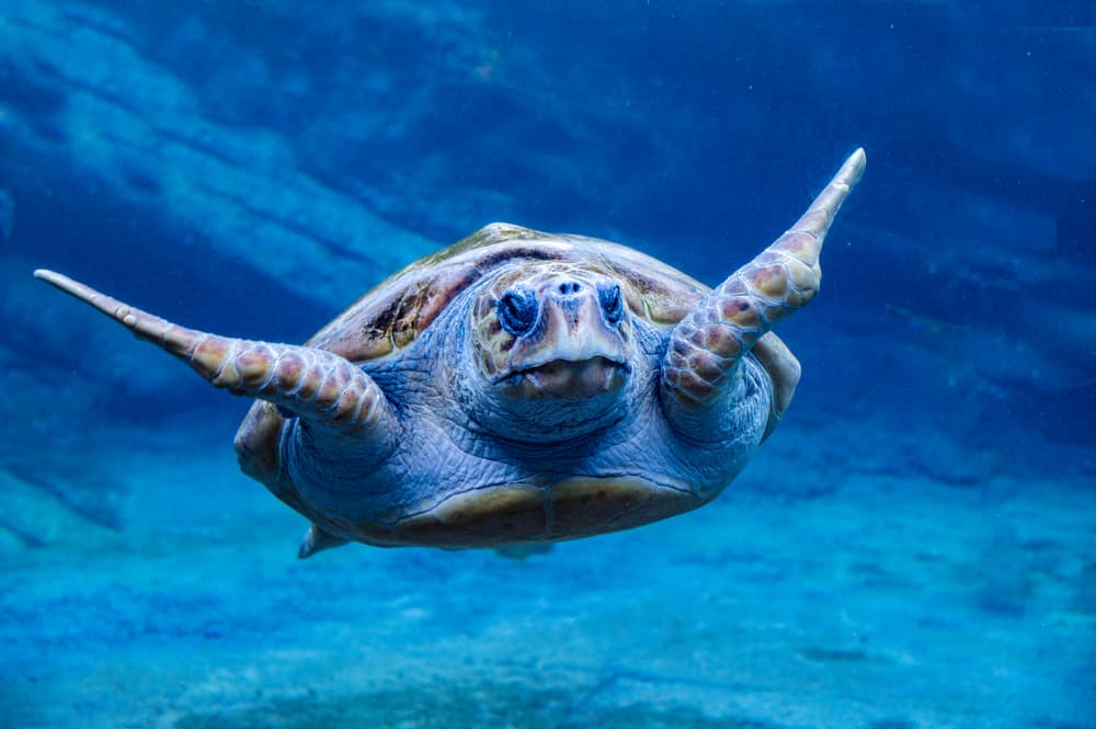 ccimage-shutterstock_2025914438 Loggerhead turtle in uShaka Marine World