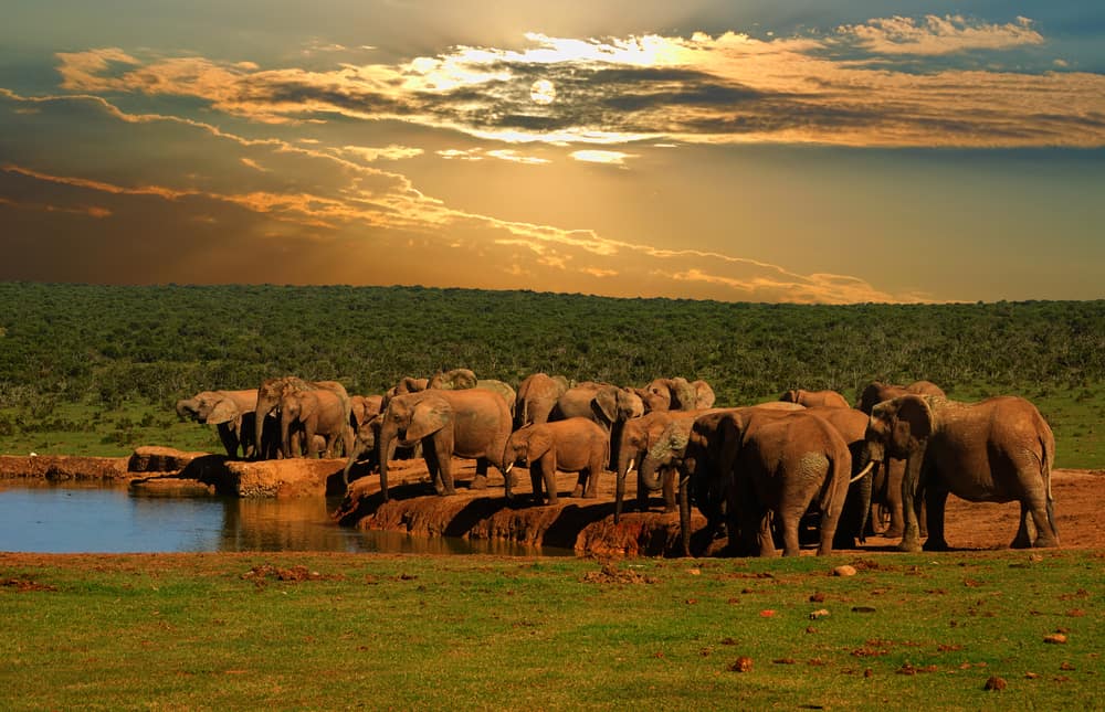ccimage-shutterstock_458241064 Addo Elephant National Park