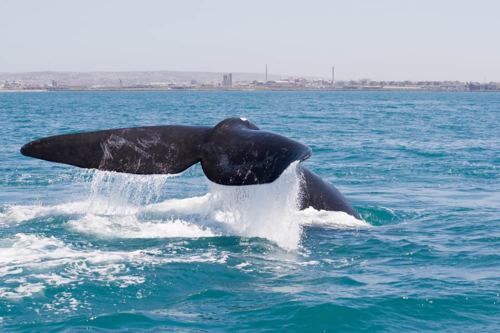 ccimage-shutterstock_561028966 Whale watching, Algoa Bay