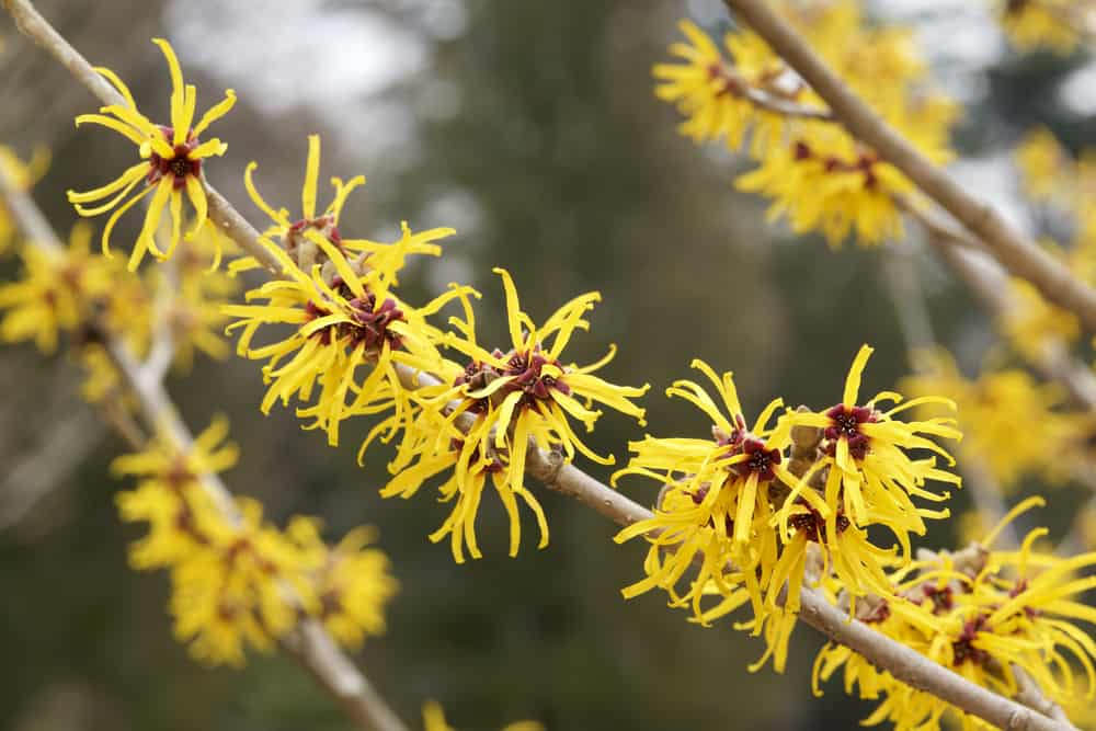 ccimage-shutterstock_593157710 Witch Hazel
