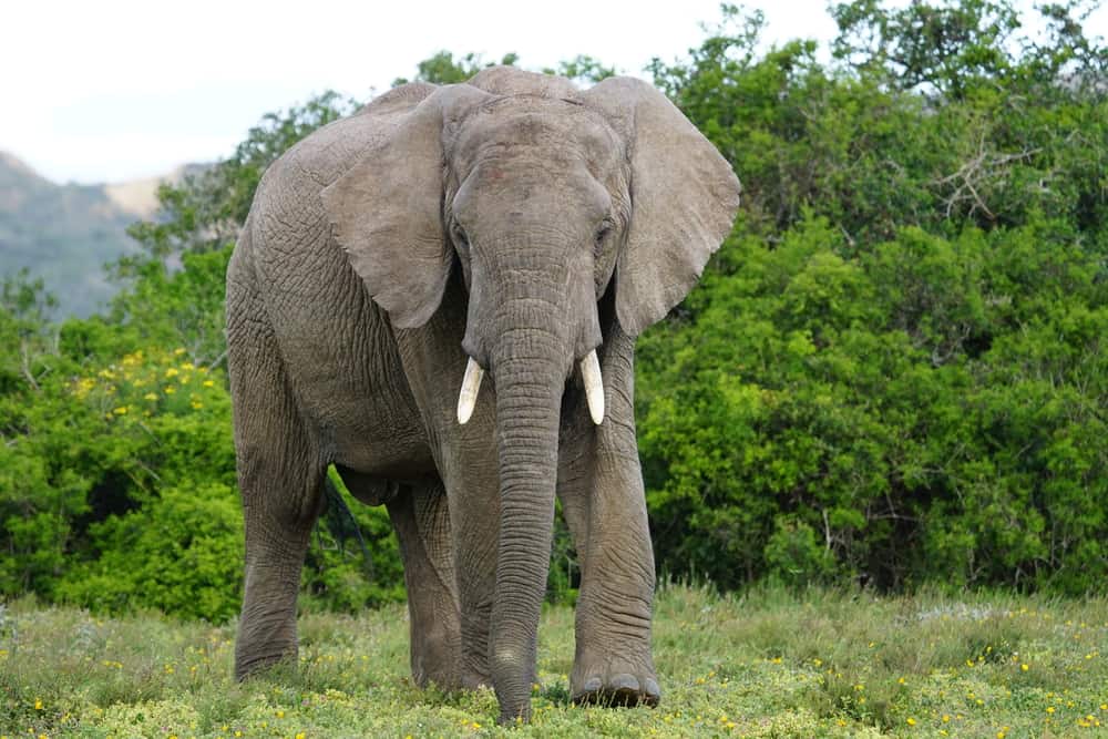 ccimage-shutterstock_757833889 Amakhala Game Reserve